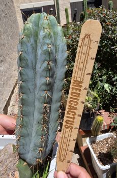 GH08 Blue Antakallo Matucana Peruvianus