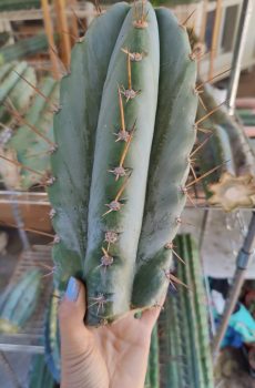 BBG 48.1540 'Trichocereus peruvianus' 10" Tip