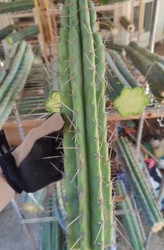 Bertha x Ikaros "Trichocereus pachanoi"