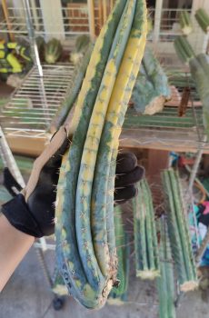 CCVP (Collectors Corner Variegated Peruvianus) 18" Tip