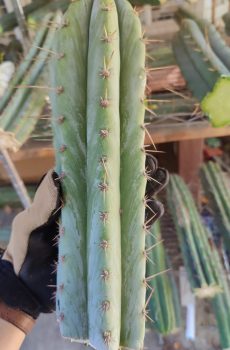 David 'Trichocereus Peruvianus'