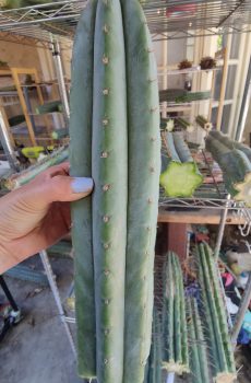 Grasshopper 'Trichocereus peruvianoid' ***FIRST RELEASE***