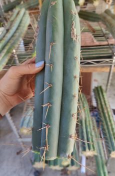 HZ x KGC 'Trichocereus Hybrid'