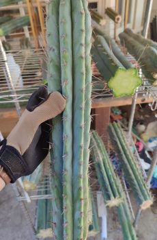 Ikaros "Trichocereus peruvianus"
