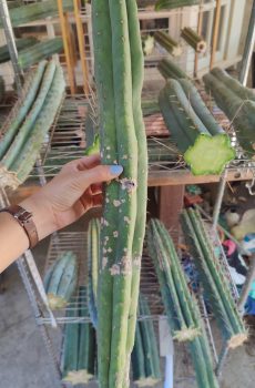 Jaime Alberto 'Trichocereus pachanoi' 21" Tip