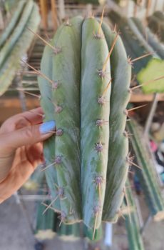 Sharxx Blue 'Trichocereus peruvianus'