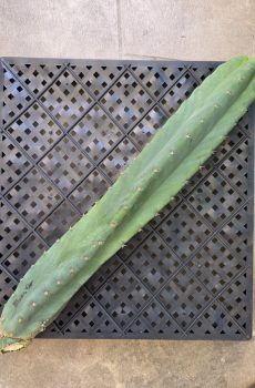 Blucifer 'Trichocereus Hybrid' 21" TIP
