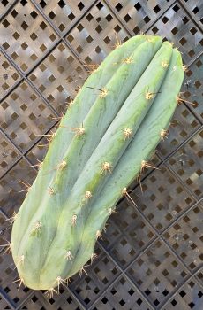 Lovelight 'Trichocereus Peruvianus' 11" Tip