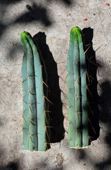 TWO 9.5" Psycho0 cuttings (Tad stretched)