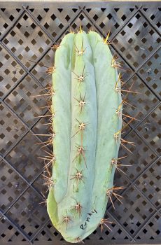 Punky Bluester 'Trichocereus Peruvianus' 12" Tip