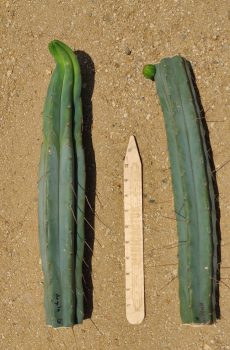 TWO CUTS: 16" & 17" Angela Pair