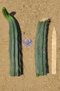 TWO CUTS: 16" & 13" Angela Pair