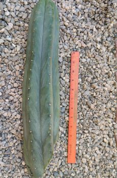 12" Campground Tip