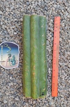 10" Decosta Mid