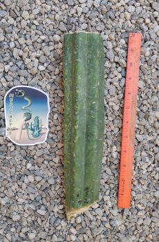 10" Decosta Mid