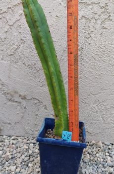 12" Decosta x Soozy Seedling