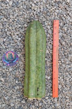 11" Juanita Tip