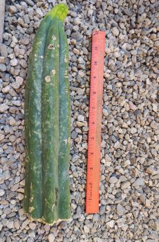 11" Juanita tip