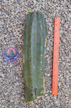 12" Juanita Mid
