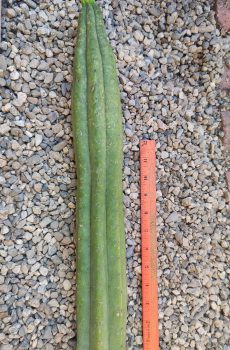 18" Juanita Tip
