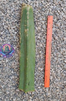 13" Juanita Mid