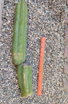 16" Juanita Tip