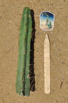 16" Kate Tip
