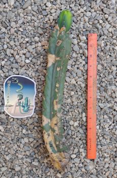 13" NO ID Tip