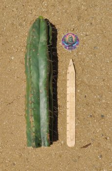 CHONKY: 16" Peru BR Tip