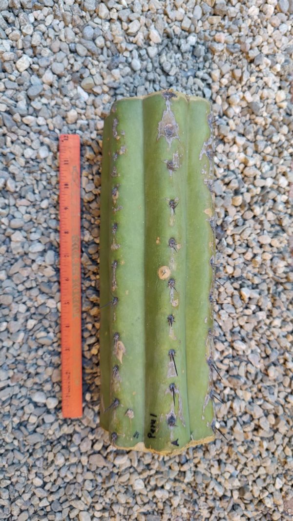 misplant peru1