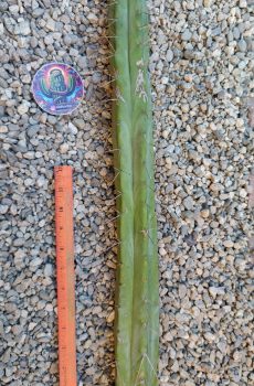 20" San Luis Obispo Tip