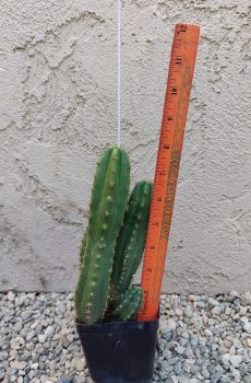 8" Weeka x Soozy Seedling w pups