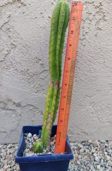 12" Weeka x Soozy Seedling w/ pup