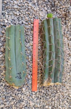 TWO CUTS: 8.5" Psycho & 9" Jade