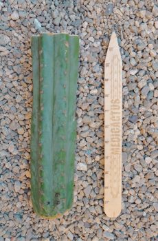 11" Grasshopper Mid cut A