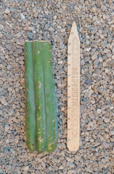 9" Grasshopper Mid cut B