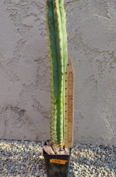 19" Len OP Yearling
