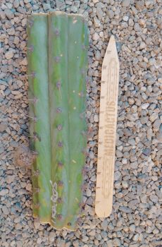 12" Ikaros Mid cut D Rooted