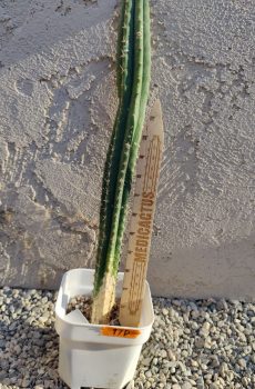 18" Yowie x TPQC Yearling