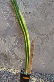25" Olivia x Jake Yearling