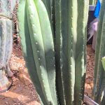 Hybrid (SCOP x B) x TPM