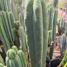 La Mirada Angelo (LMA)