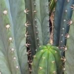 Misplant Hybrid B x Peru