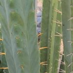 (Semi Monstrose) Daniel