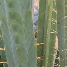 (Semi Monstrose) Daniel