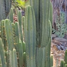 CV Dapper Dan **2025 FIRST**