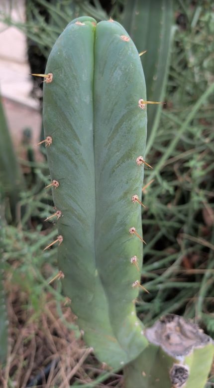 SCG-17 Never Grafted Pup