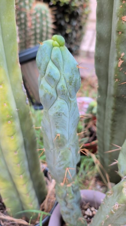 Bull Bridgesii Never Grafted 12" Tip Cut