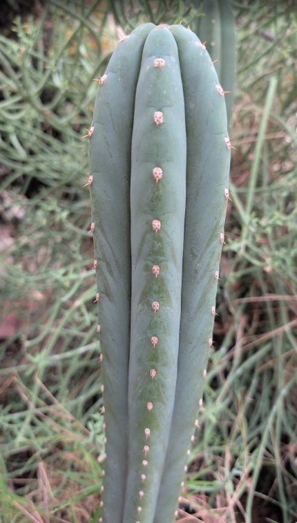 Pallarensis Never Grafted 12" Tip